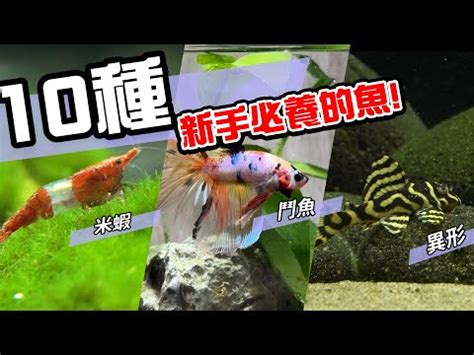 養水魚|養魚新手入門：12個教學讓你養魚一次上手（新手必讀）